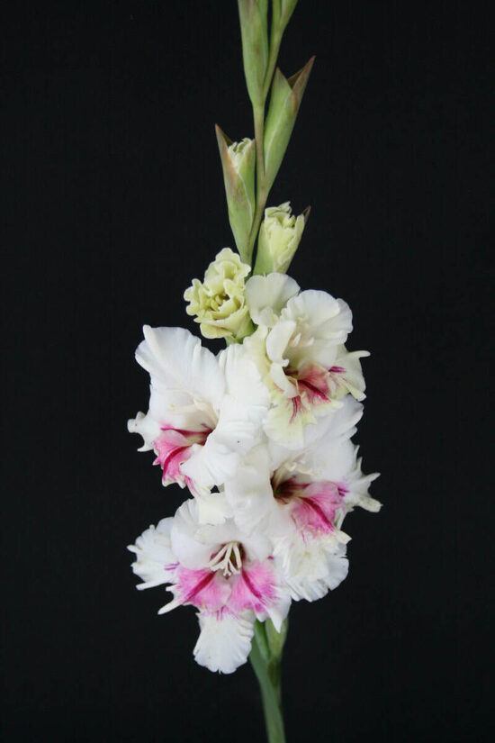  Gladiolas 401 Dzērvene sniegā  5 gab